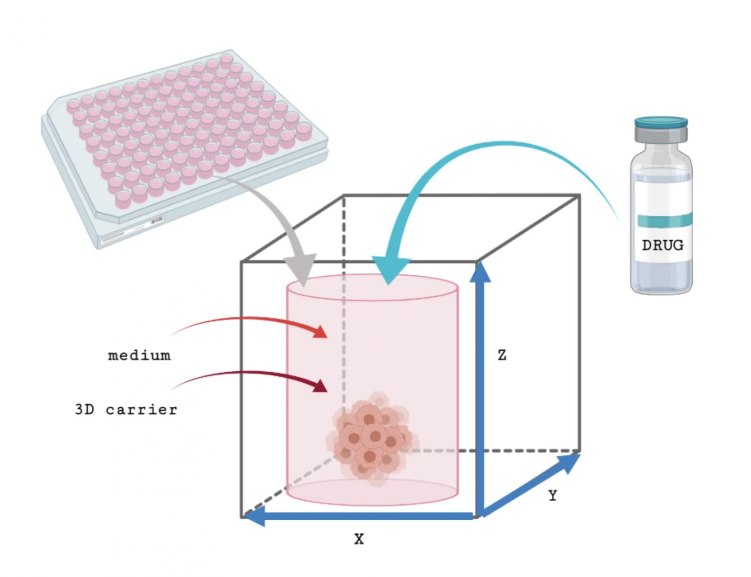 3D cell culture in drug discovery - Real Research