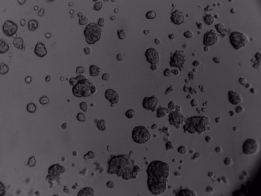 Cell lines in 3D - Real Research