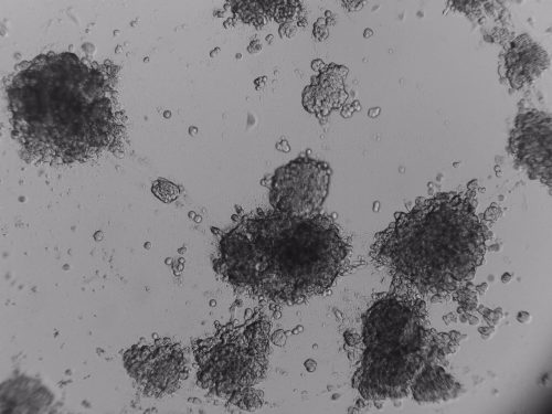PANC-1 cells cultured on LifeGel